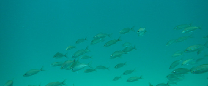 Under the Sea