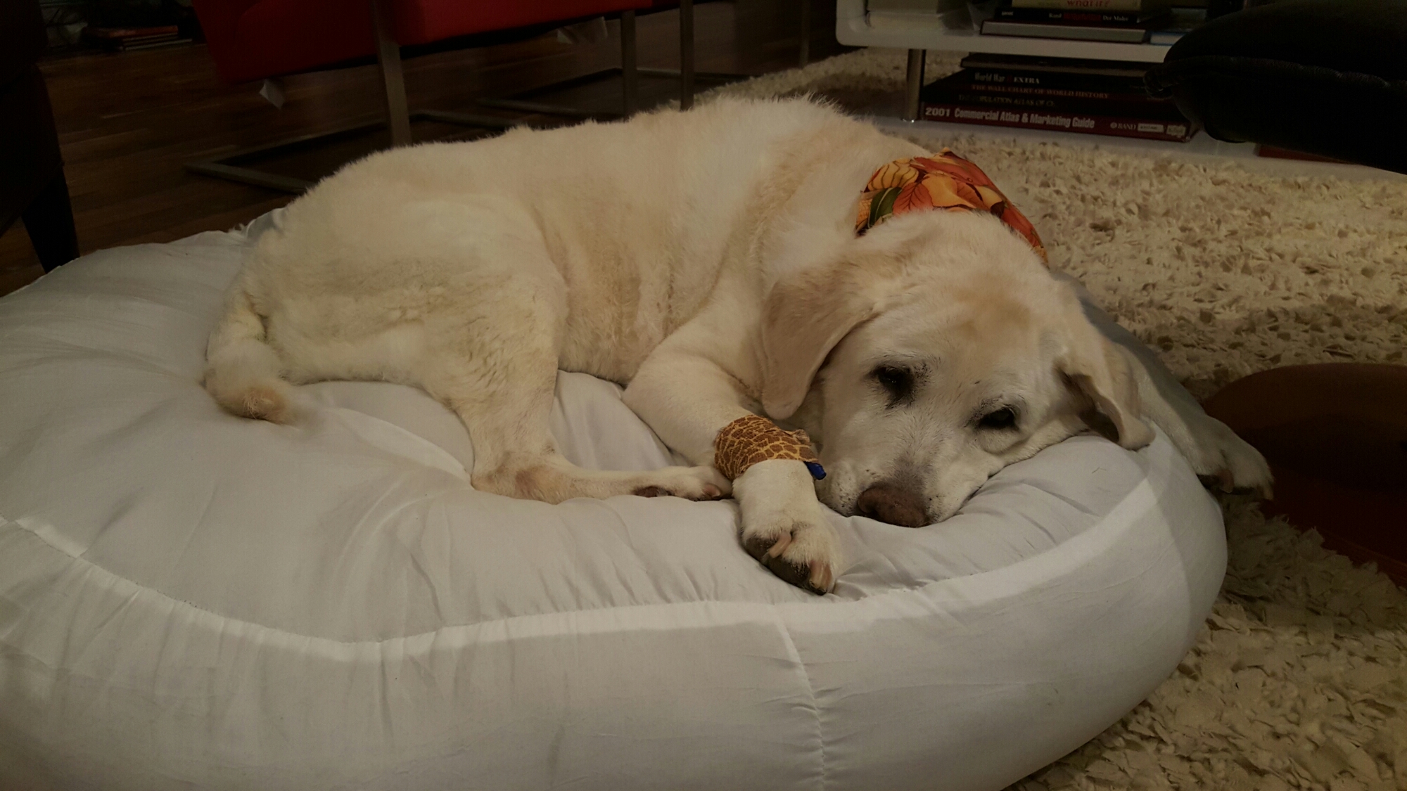 20151113_174816.jpg image