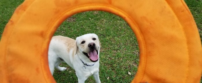 Frisbee Dog Frisbee Dog
